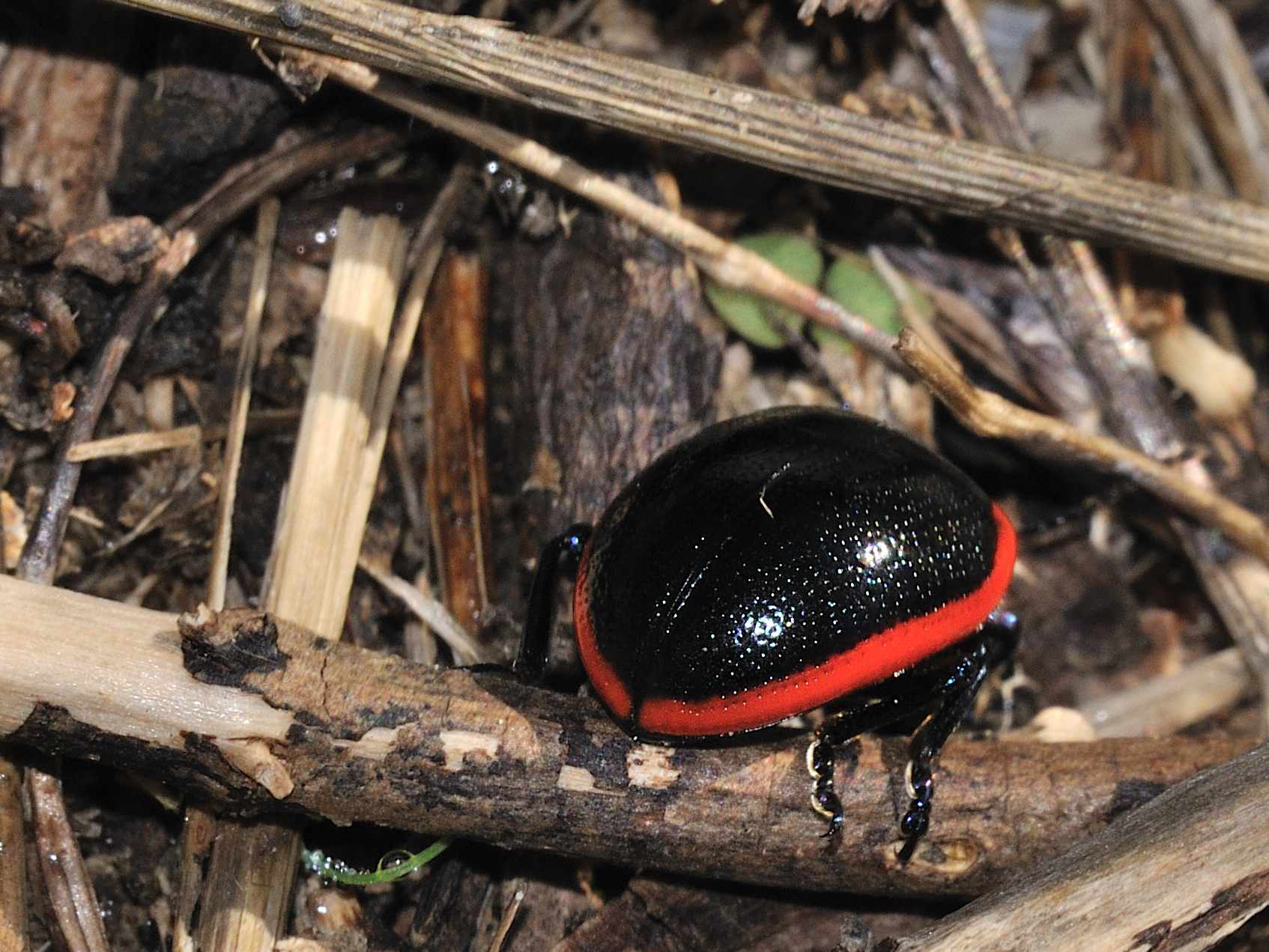 Chrysolina rossia